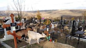 REVOLTĂTOR. Zeci de capre, printre mormintele din Cimitirul Sf Lazăr. Administratorul califică cazul ca fiind amuzant