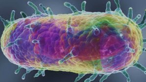 Stare de alertă în cea mai populată țară din lume. Au fost confirmate două cazuri de ciumă