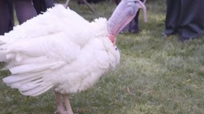 Curcanii care urmează să fie graţiaţi de Donald Trump, cazaţi la un hotel de lux din Washington