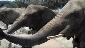 Un elefant a murit de epuizare în Sri Lanka