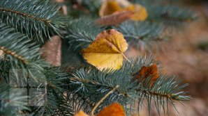 GER în următoarele zile. Câte grade vor indica termometrele