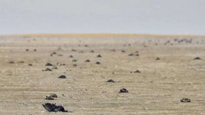 India: Aproape 18.000 de păsări migratoare au fost găsite moarte