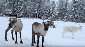 Moşul, în febra pregătirilor. Renii lui Moş Crăciun, surprinşi pe o şosea din Laponia