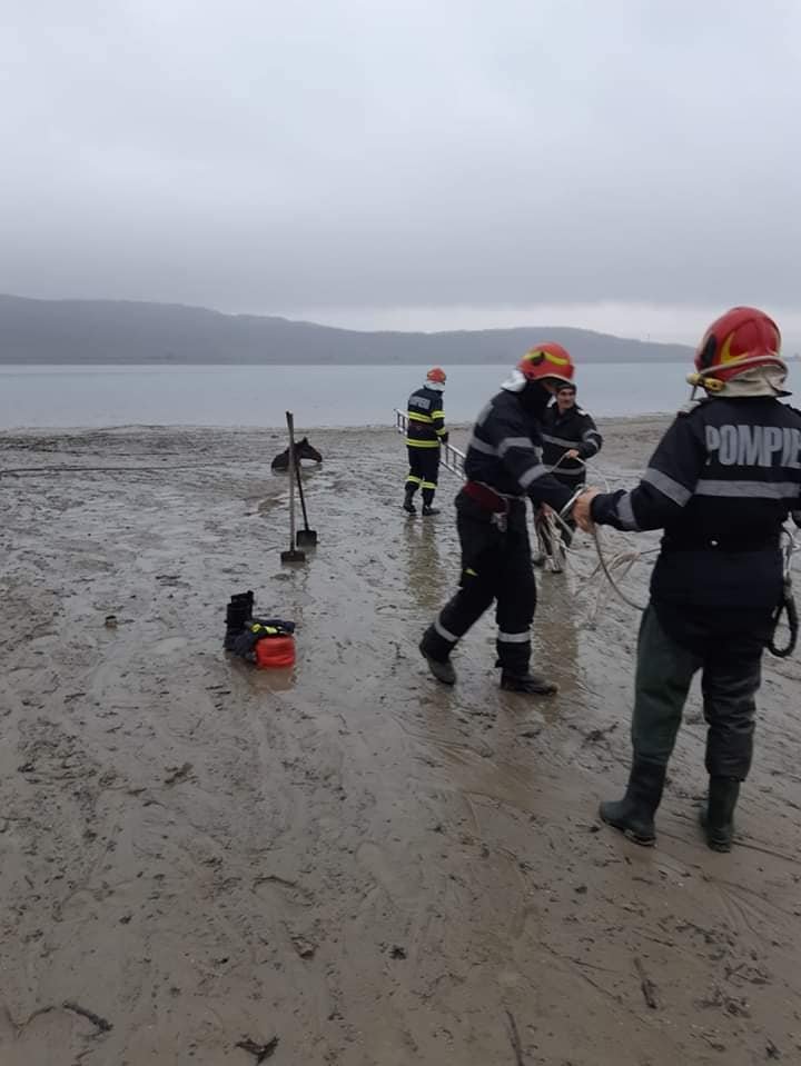 S-a afundat în solul mlăștinos şi i se vedea doar capul. Pompierii au intervenit şi l-au salvat (FOTO)