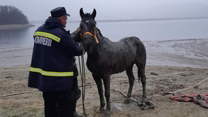 S-a afundat în solul mlăștinos şi i se vedea doar capul. Pompierii au intervenit şi l-au salvat (FOTO)