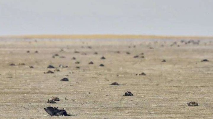 India: Aproape 18.000 de păsări migratoare au fost găsite moarte