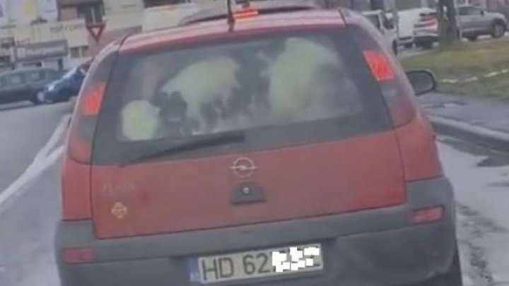 A băgat viţelul într-un Opel Corsa şi a plecat prin Timişoara