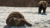Urșii din munții Carpați nu pot intra în hibernare. Din 30 de animale doar 3 au reuşit să adoarmă