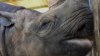 A murit Fausta, cel mai bătrân rinocer din lume (VIDEO)
