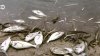 Un dezastru ecologic amenință cea mai mare lagună cu apă sărată din Europa. Peștii mor în masă
