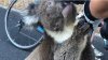 Imagini impresionante în Australia: Un urs koala a oprit un grup de bicicliști pentru a le cere apă