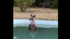 Temperaturi extreme în Australia: Un cangur, surprins într-o piscină (VIDEO)
