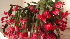 Cum îngrijeşti Crăciuniţa, floarea care împodobeşte sărbătorile de iarnă