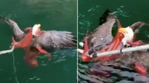 Luptă crâncenă între un vultur şi o caracatiţă uriașă. Cum a fost salvată pasărea (VIDEO)