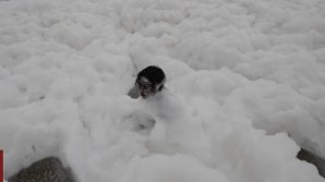 Fenomen neobișnuit în India: O plajă din India, acoperită cu un strat de spumă