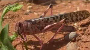 Somalia se confruntă cu cea mai mare invazie de lăcuste din ultimii 25 de ani