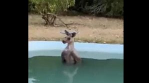 Temperaturi extreme în Australia: Un cangur, surprins într-o piscină (VIDEO)