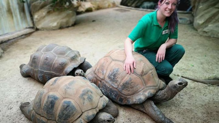 O broască ţestoasă uriaşă împlineşte 44 de ani de când trăieşte la o grădină zoologică din Marea Britanie