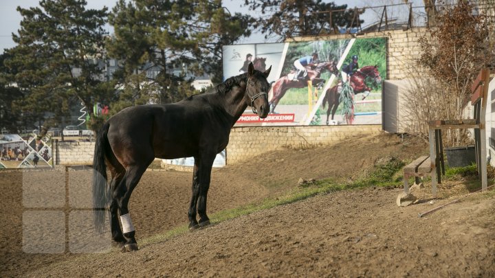 Monumentul nepăsării. Unica şcoală de hipism din ţară, într-o stare deplorabilă (FOTOREPORT)