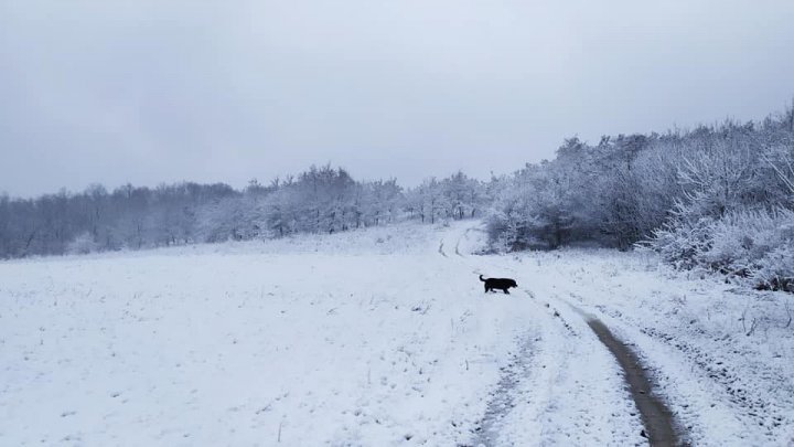 NINGE în Moldova. Pe mai multe drumuri din ţară se circulă în condiţii de iarnă. Şoferii, îndemnaţi să fie precauţi (FOTO)