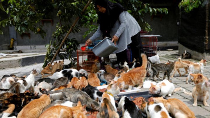 Cum trăiește femeia care îngrijeşte 250 de pisici fără stăpân 