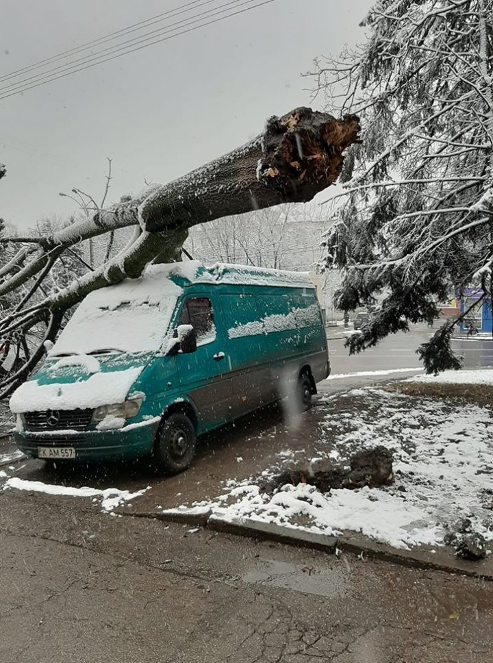 Un copac a căzut peste o maşină pe strada Traian din Capitală (FOTO)