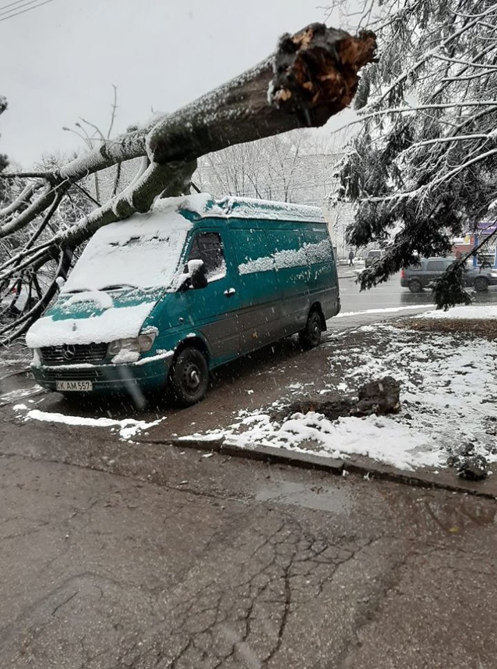 Un copac a căzut peste o maşină pe strada Traian din Capitală (FOTO)