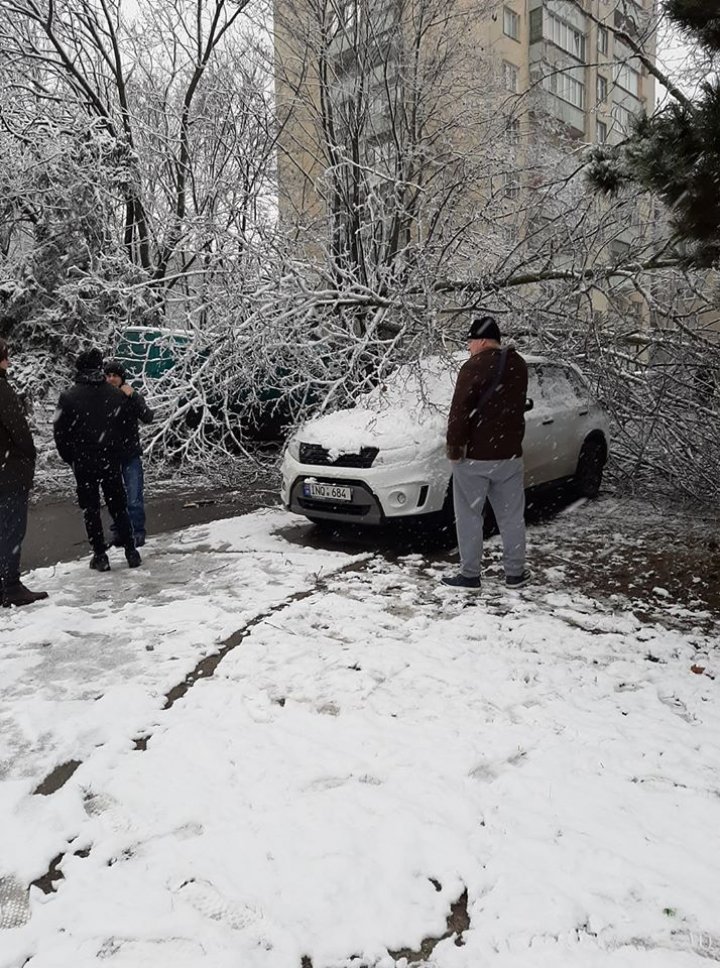 Un copac a căzut peste o maşină pe strada Traian din Capitală (FOTO)