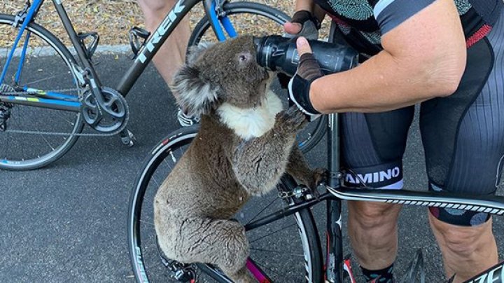 Emoţionant! Un koala afectat de canicula din Australia a oprit un grup de ciclişti pentru a primi apă (VIDEO)