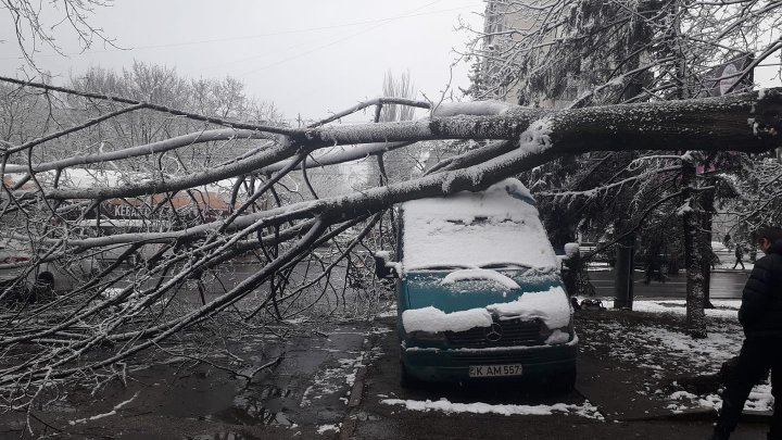 Un copac a căzut peste o maşină pe strada Traian din Capitală (FOTO)