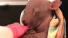 Un pui de wombat salvat din incendiile din Australia, adoptat de o familie (VIDEO)