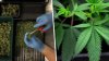 Cozi interminabile pentru un gram de marijuana, în Illinois (VIDEO)
