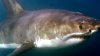 Un bărbat a fost mâncat de un rechin în Australia