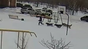 IMAGINI de groază. Un băiat din Rusia a fost atacat de o haită de câini (VIDEO)