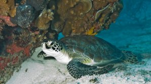 Mexic: Circa 292 de ţestoase, descoperite moarte pe plajele statului Oaxaca