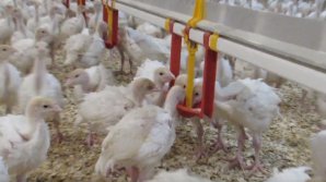 Focare de gripă aviară în Polonia. Zeci de mii de păsări au fost sacrificate