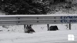 IMAGINI RARE! Doi pui de urs, surprinşi în timp ce se joacă în zăpadă, la marginea unui drum (VIDEO)