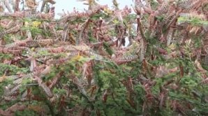 Roiuri uriașe de lăcuste distrug recoltele și vegetația din Kenia şi Etiopia (VIDEO)