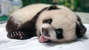20 pui de panda au făcut senzaţie într-un oraş din China