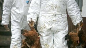 Un nou caz de gripă aviară descoperit în județul Maramureş. 22 de mii de păsări sacrificate