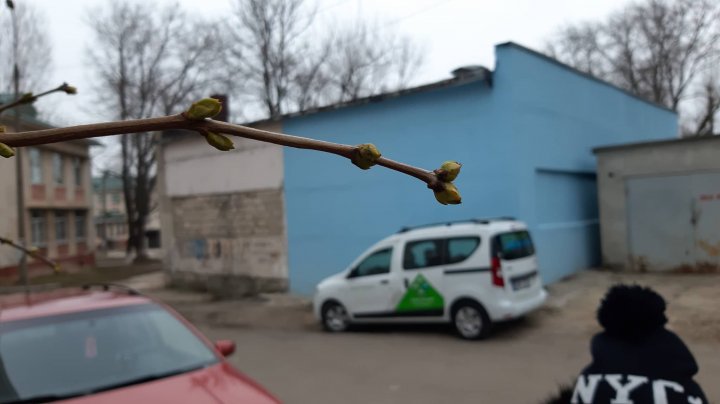 Să vezi şi să nu crezi! În plină iarnă, au ÎNMUGURIT copacii (FOTO)