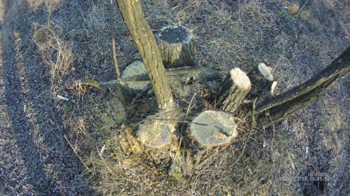 Ne batem joc de mediu? La Dondușeni se taie cu adevărat ca în Codru (FOTO)