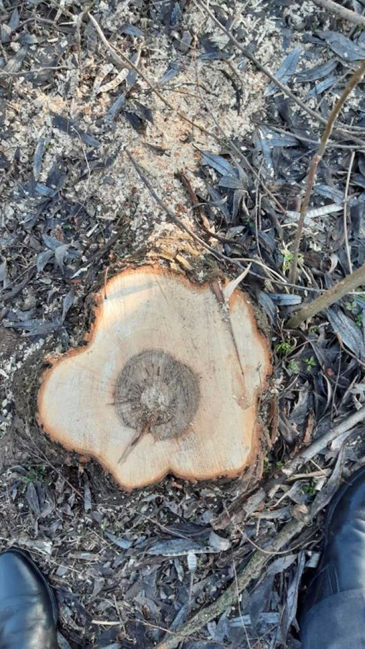 Se FURĂ copacii! Zeci de arbori au fost tăiaţi în timpul nopții la Olișcani (GALERIE FOTO)