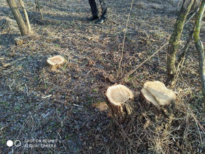 Se FURĂ copacii! Zeci de arbori au fost tăiaţi în timpul nopții la Olișcani (GALERIE FOTO)