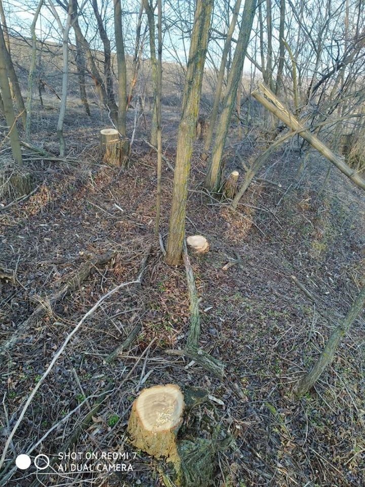 Se FURĂ copacii! Zeci de arbori au fost tăiaţi în timpul nopții la Olișcani (GALERIE FOTO)