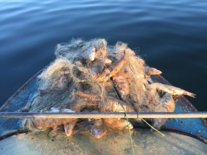 Braconaj pe lacul Dubăsari. Inspectorii de mediu au descoperit peste 40 de kg de peşte inclus în Cartea Roşie, în stare de putrefacție (FOTO)