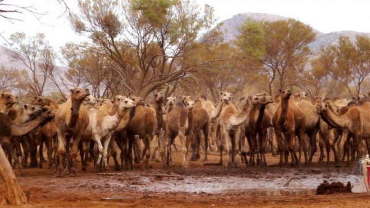 Peste 10.000 de cămile din Australia vor fi împușcate pentru că beau prea multă apă