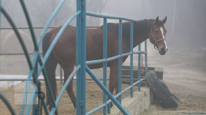 Cum trăiesc animalele de la Grădina Zoologică din Capitală pe timpul temperaturilor anormale din această perioadă (FOTOREPORT)