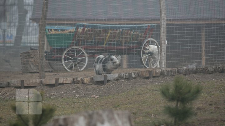 Cum trăiesc animalele de la Grădina Zoologică din Capitală pe timpul temperaturilor anormale din această perioadă (FOTOREPORT)