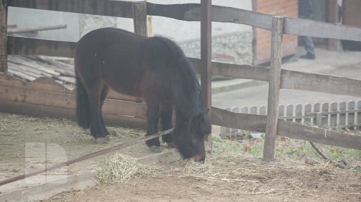 Cum trăiesc animalele de la Grădina Zoologică din Capitală pe timpul temperaturilor anormale din această perioadă (FOTOREPORT)